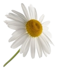 flor
